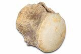 Fossil Mosasaur (Platecarpus) Vertebra - Kansas #382064-1